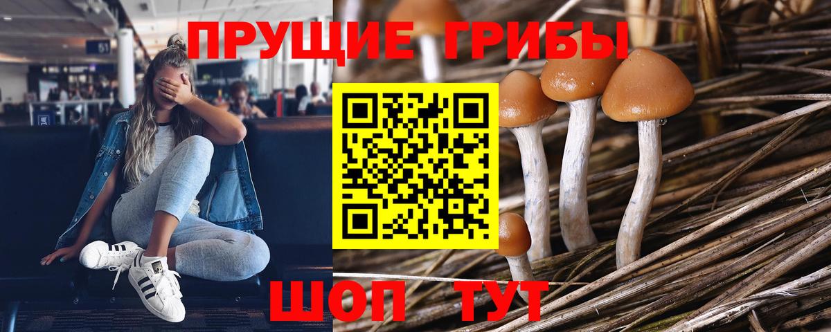 Елабуга  Псилоцибиновые грибы прущие грибы  Галлюциногенные грибы мицелий  Вход с VPN 